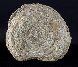 Cyclolites sp. (LAMARCK 1801) - Bild © FossNet FossilienStore